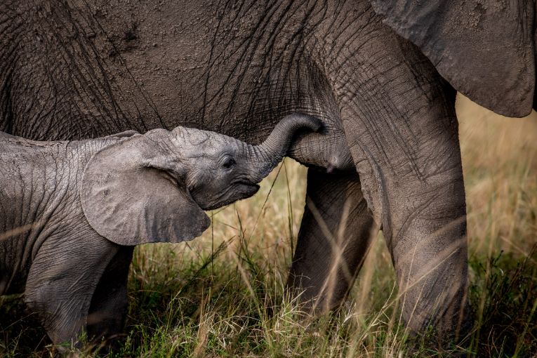 elephant masai mara kenya safari