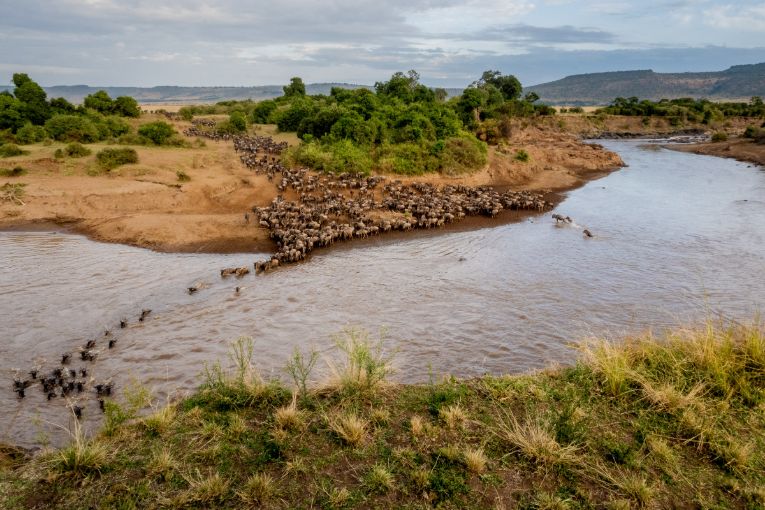 Masai Mara wildebeest migration kenya safari