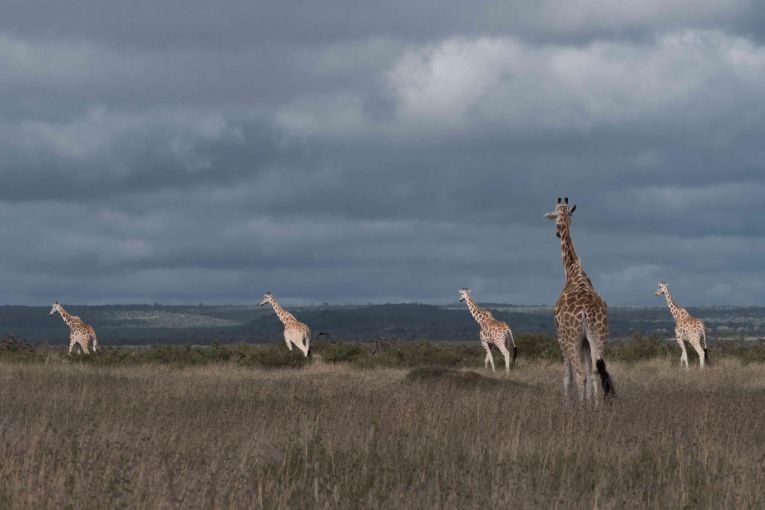 reticulated giraffe kenya safari