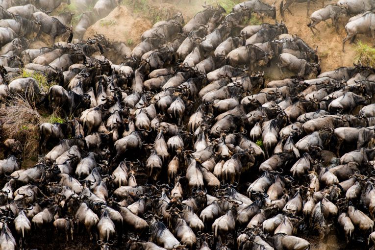 mara migration wildebeest kenya