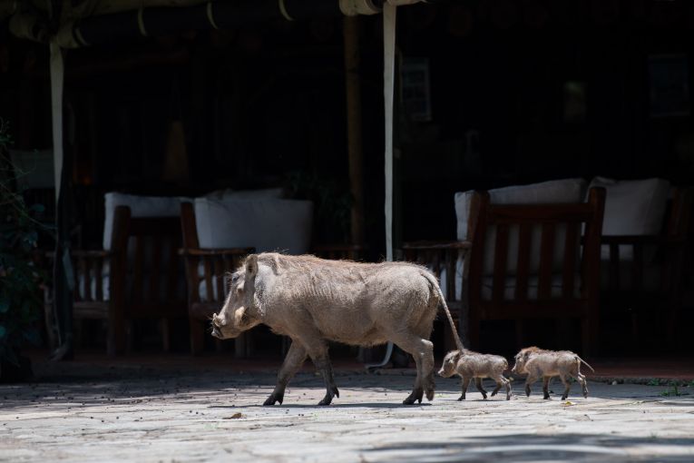 kenya masai mara tented camp