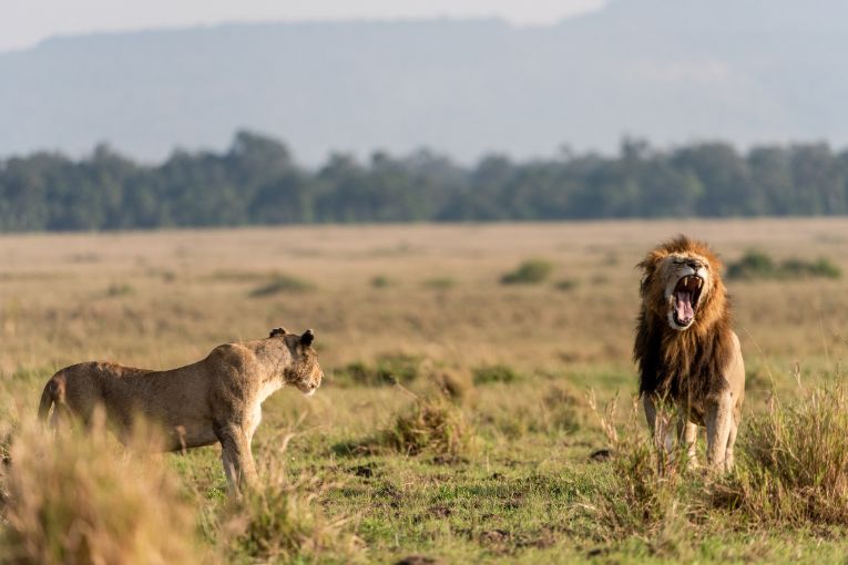 lion masai mara kenya 