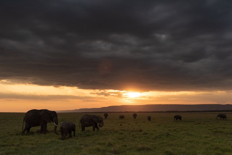 elephants masai mara kenya