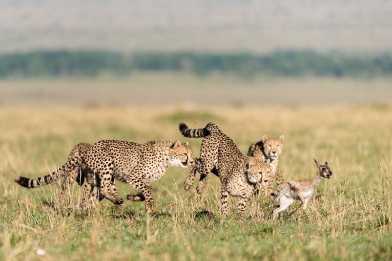 cheetah masai mara kenya