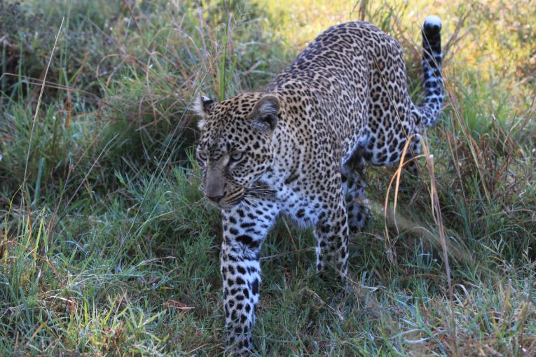 Masai Mara weather and wildlife October