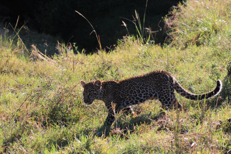 Masai Mara weather and wildlife October