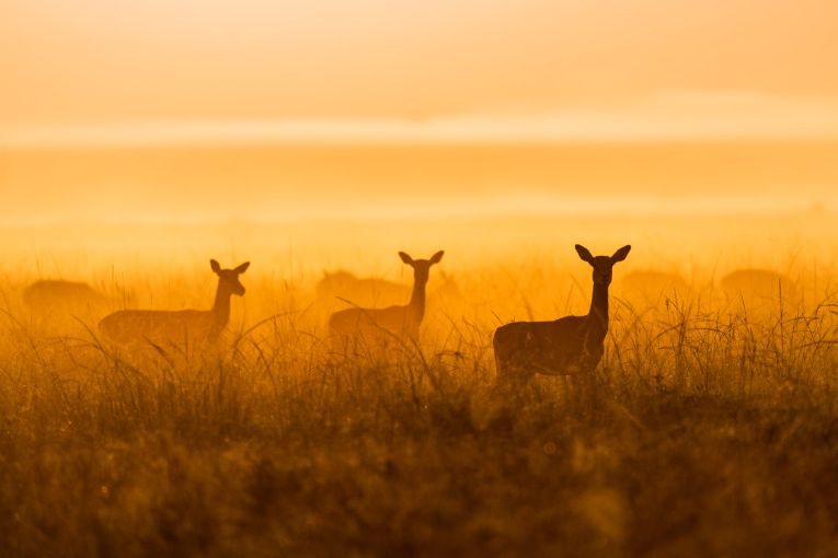 Masai Mara weather and wildlife October