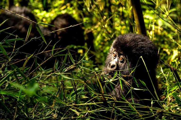 gorilla trekking rwanda