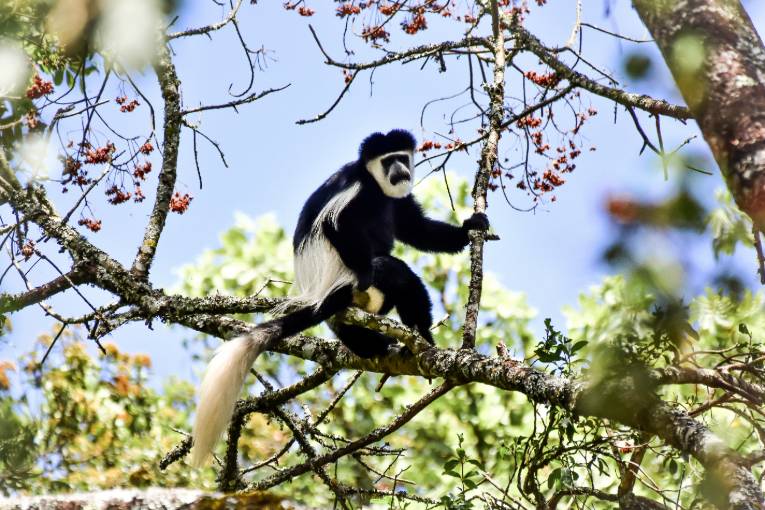 colobus monkey kenya