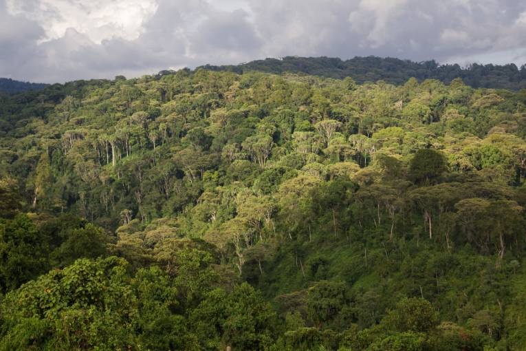 mountain forest habitat kenya