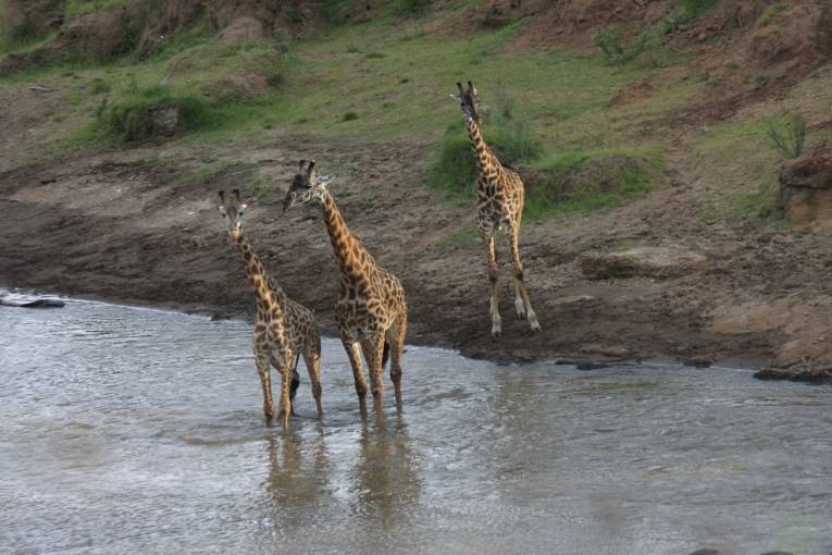 giraffe masai mara kenya 