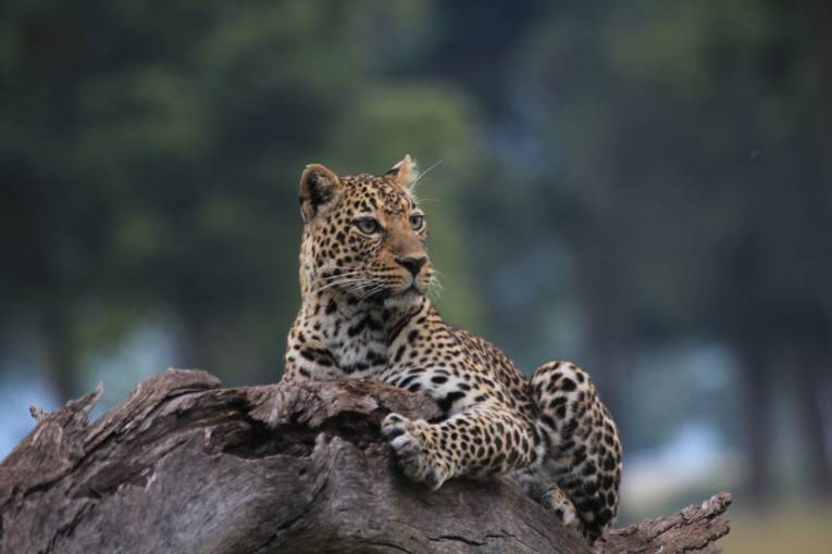 leopard masai mara kenya 