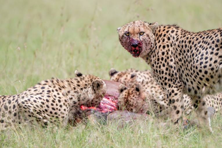 cheetah masai mara kenya 