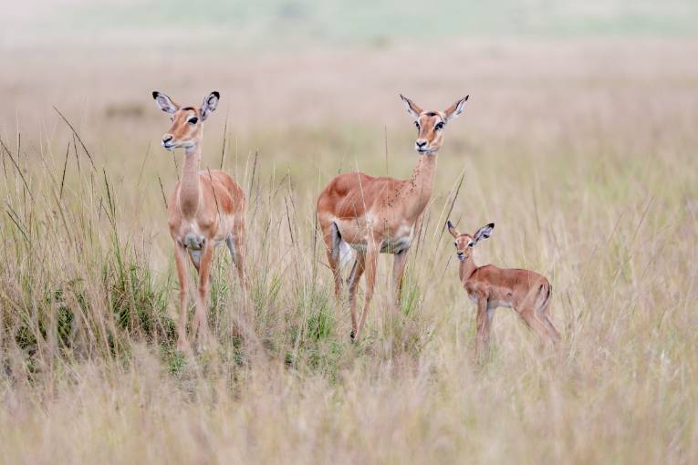 impala masai mara kenya 