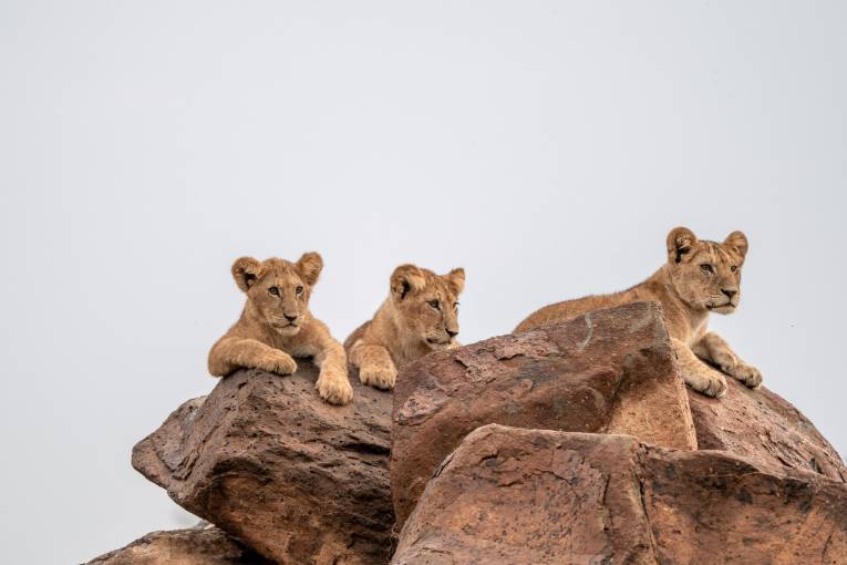 lions masai mara kenya