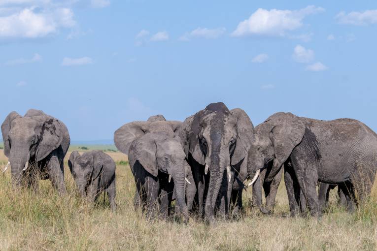 elephants masai mara