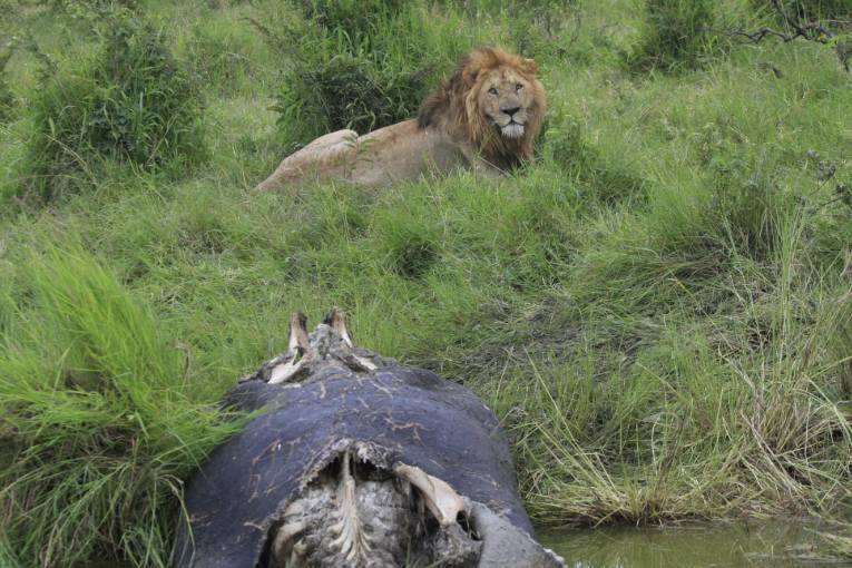 Lion masai mara kenya