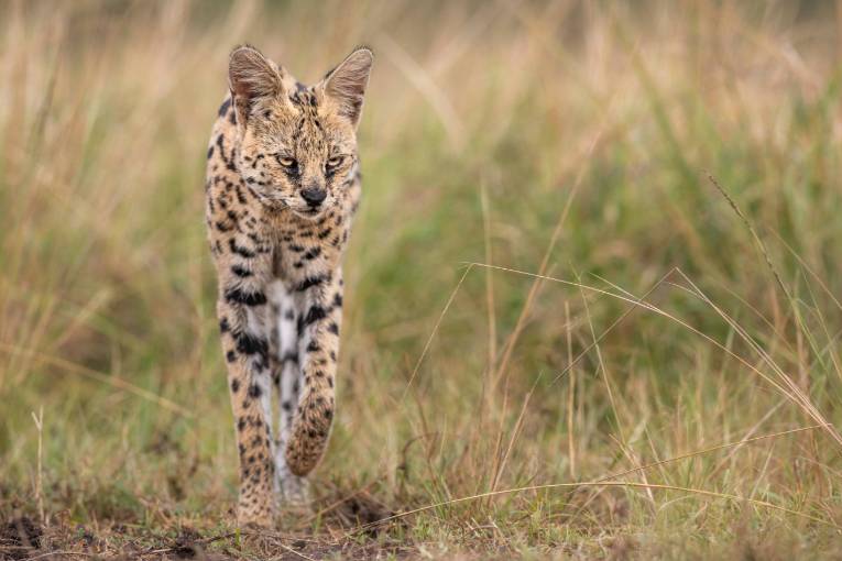 serval cat masai mara kenya