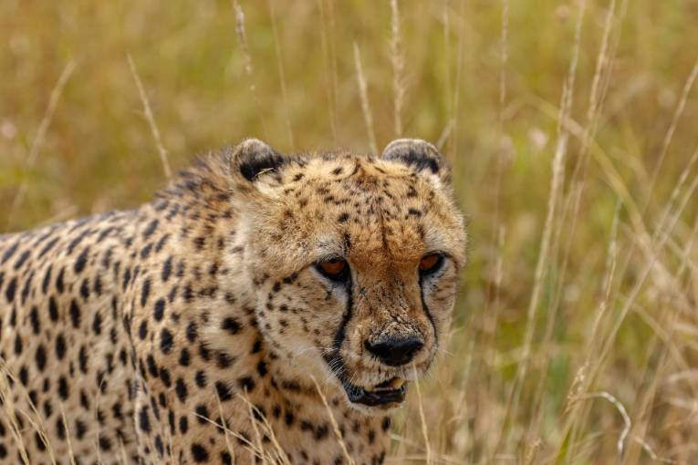 cheetah masai mara kenya