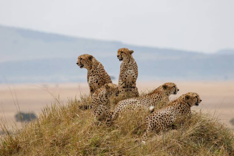 cheetah masai mara kenya