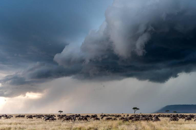 great migration masai mara kenya