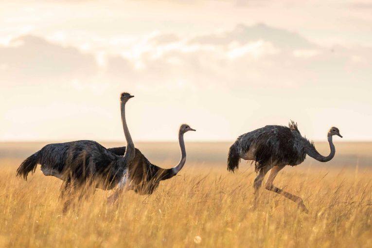 ostrich masai mara kenya