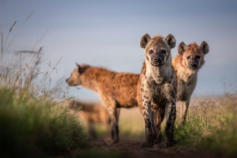 spotted hyena kenya masai mara