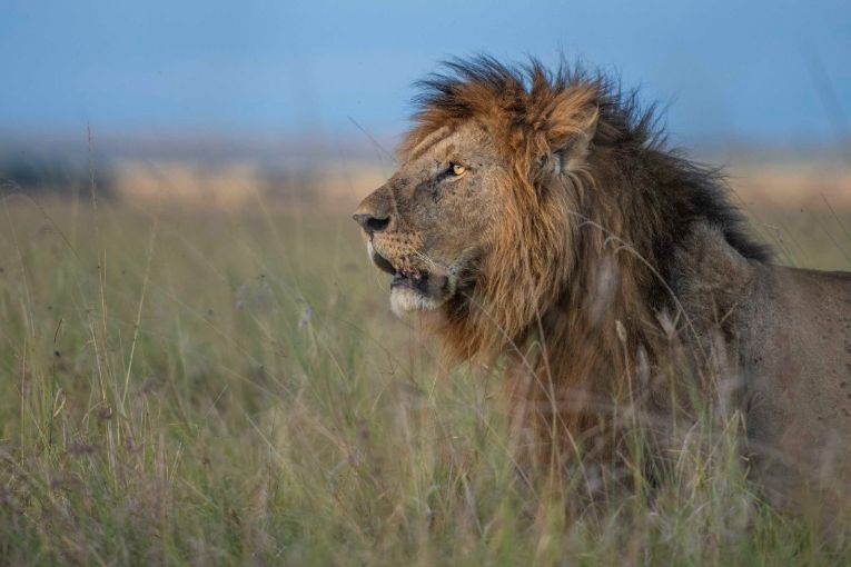 lion masai mara kenya