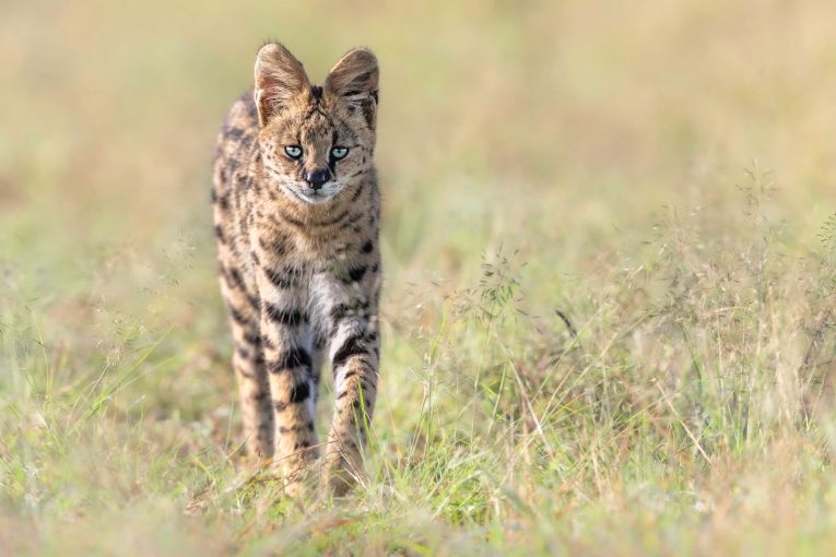 serval cat masai mara kenya