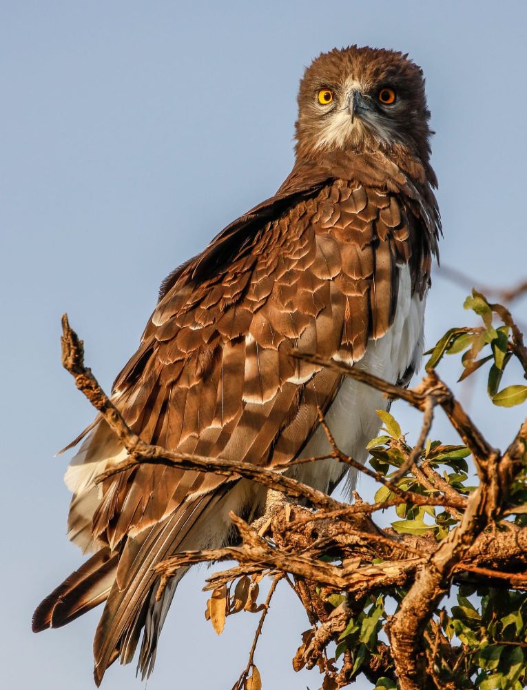 black chested snake eagle