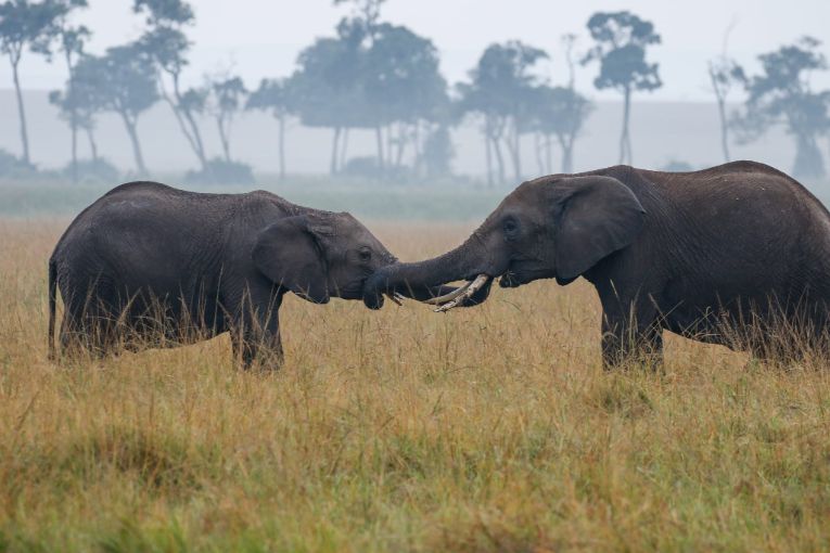 elephant masai mara kenya