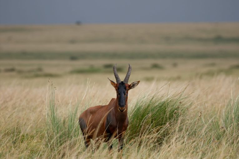 Topi masai mara kenya