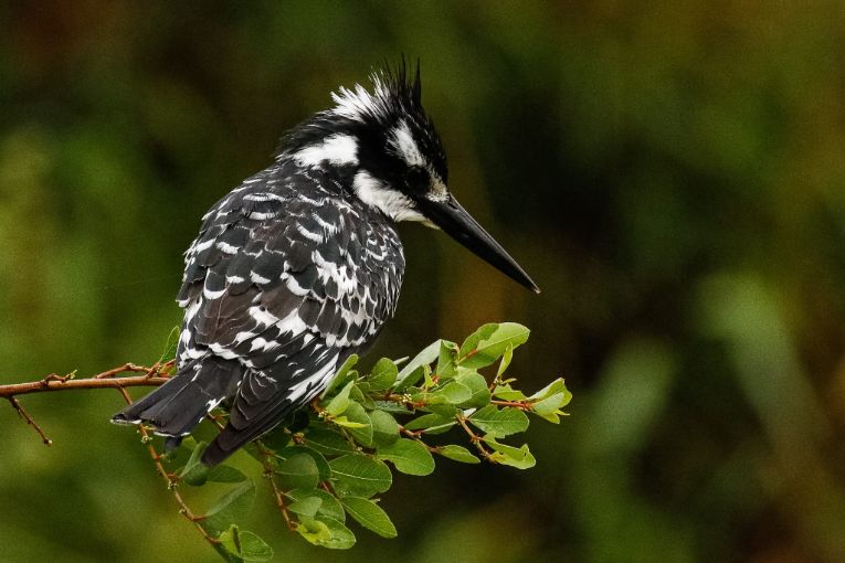 Pied kingfisher birds masai mara kenya