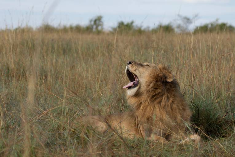 April in the Masai Mara 