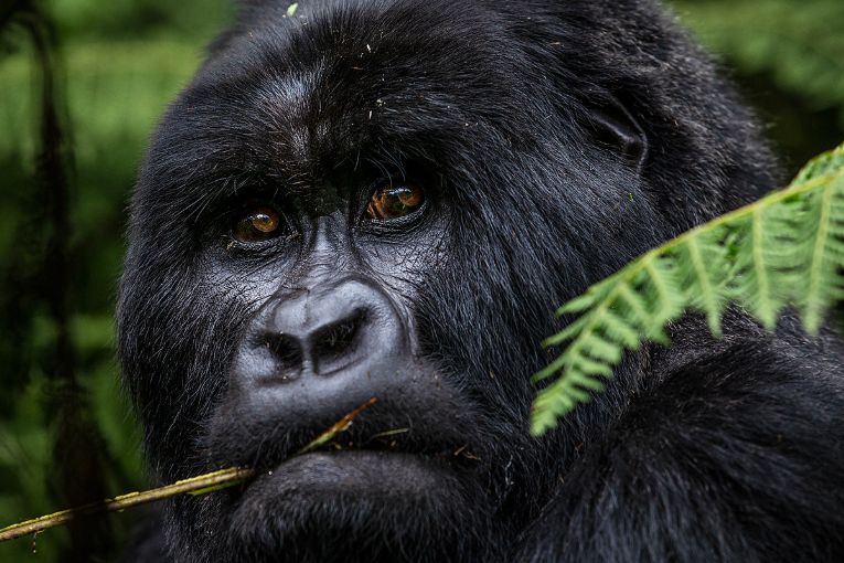 mountain gorilla rwanda 