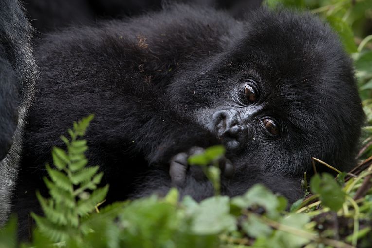 mountain gorilla rwanda