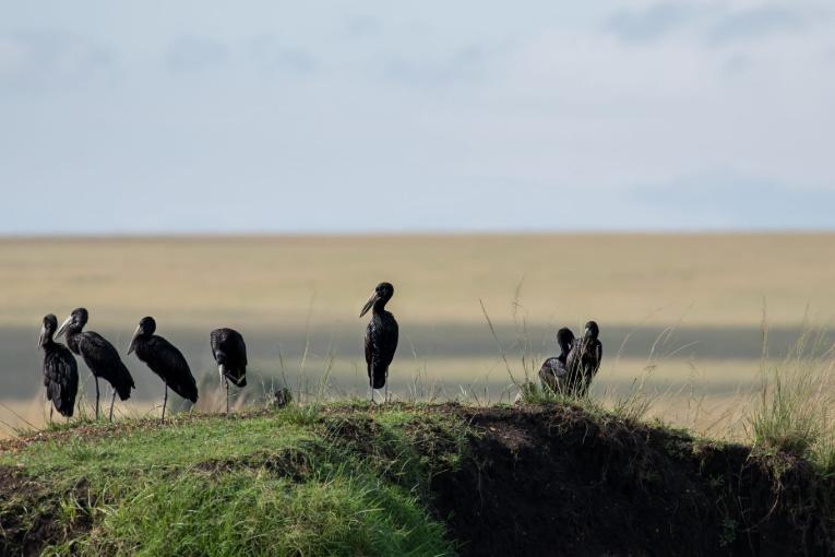 African open bills