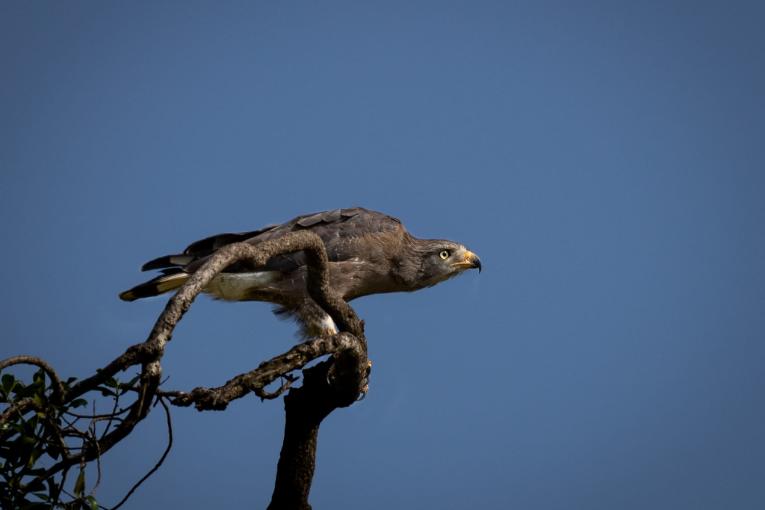 western banded snake eagle masai mara