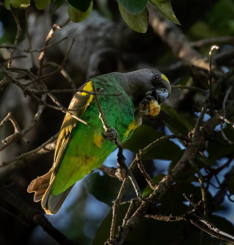 Meyer’s parrots