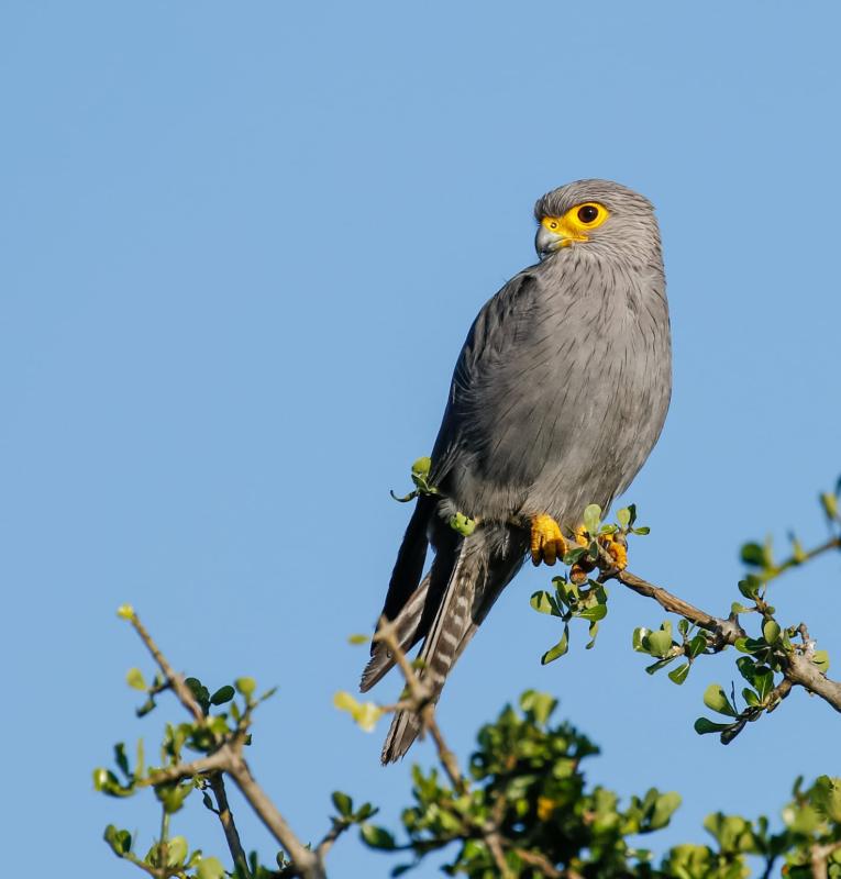 Grey Kestrel