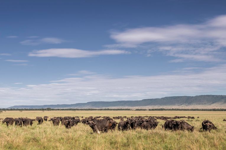 Masai Mara Kenya safari