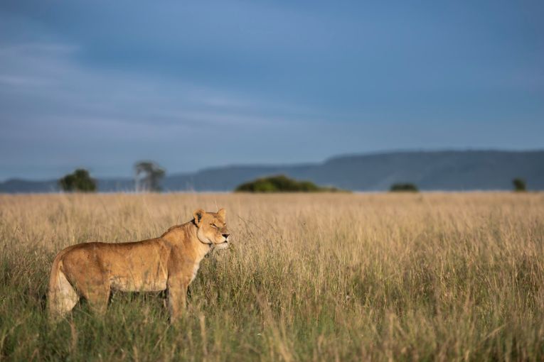 Masai Mara Kenya safari