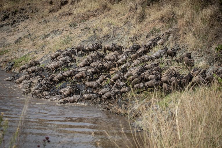 wildebeest migration kenya safari