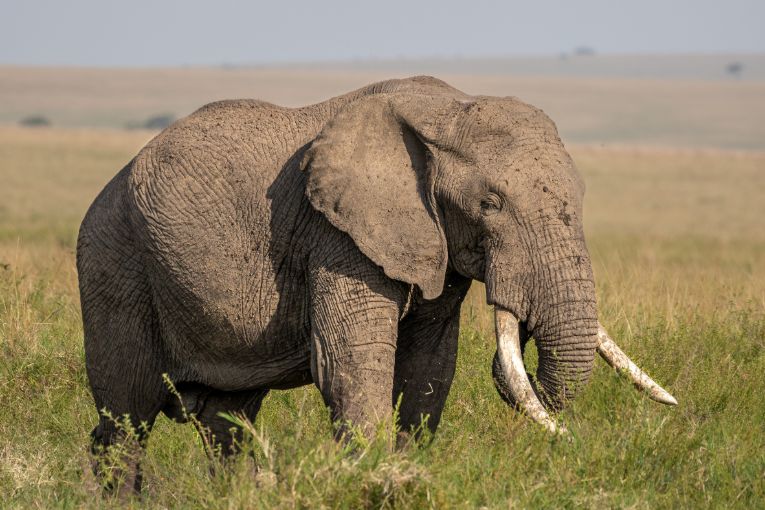 elephant masai mara kenya