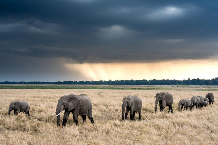 Masai Mara wildlife safari