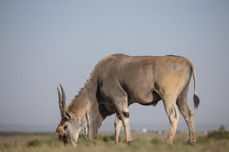 eland kenya masai mara 