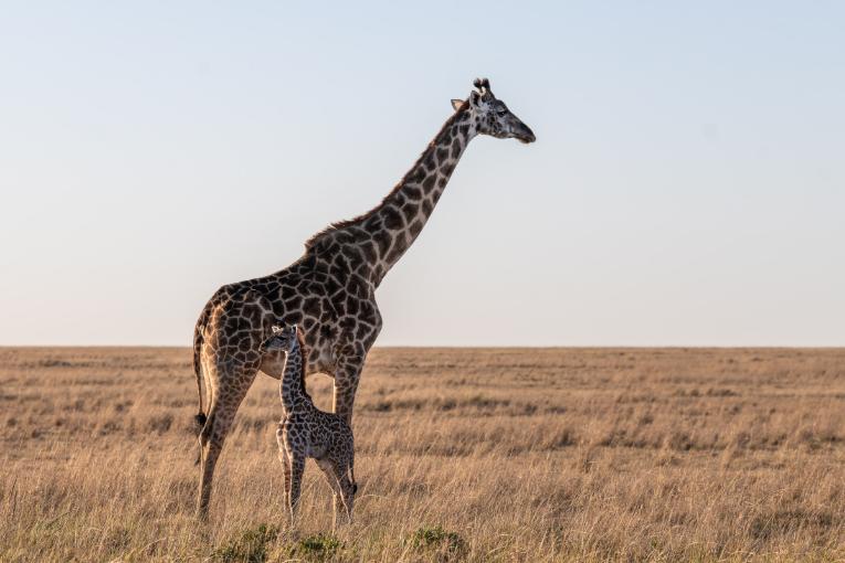 Masai Mara safari 