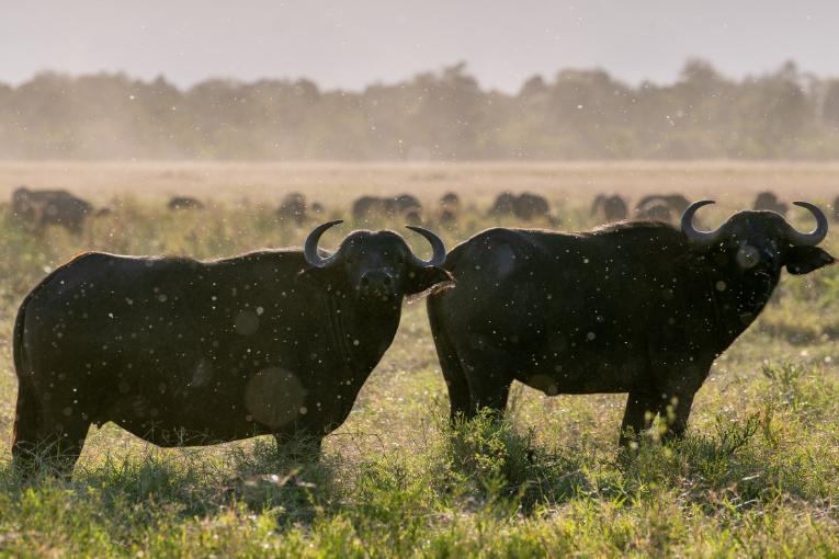 buffalos kenya masai mara