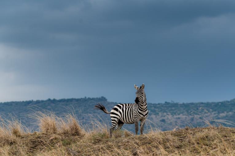Masai Mara wildlife safari