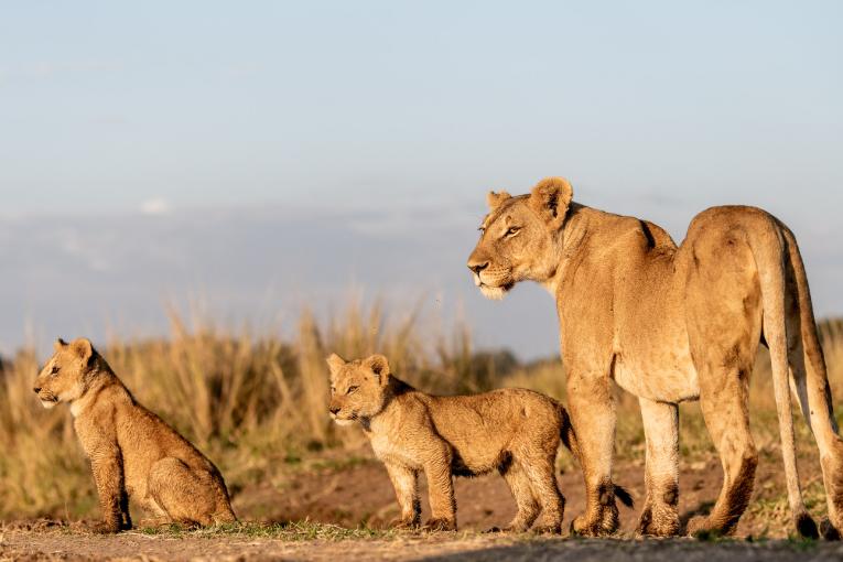 lions kenya masai mara